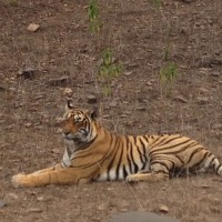 Bengal tiger-Ranthambore National Park